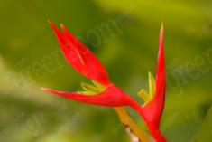 Flor 233 <em>(2182)</em>