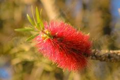 Flor 220 <em>(2183)</em>