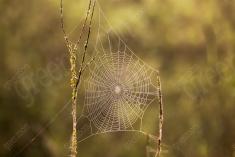 Teia 16 <em>(2184)</em>