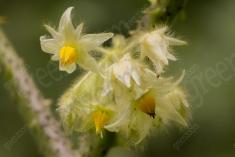 Flor 221 <em>(2185)</em>