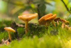 Cogumelo 42 <em>(2186)</em>