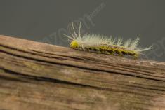 Lagarta 3 <em>(2187)</em>