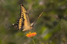 Borboleta 138 <em>(2188)</em>