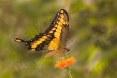 Borboleta 139 <em>(2189)</em>