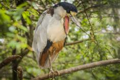 Socó de Bico Largo <em>(219)</em>