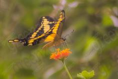 Borboleta 140 <em>(2190)</em>