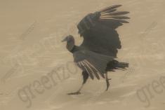 Urubu 6 <em>(2191)</em>