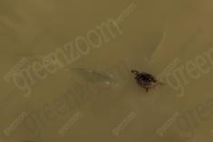 Tartaruga 3 <em>(2192)</em>