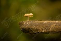 Cogumelo 33 <em>(2193)</em>