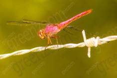 Libelula 63 <em>(2194)</em>