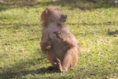 Babuino 2 <em>(2195)</em>