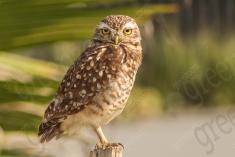 Coruja 22 <em>(2196)</em>