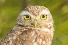 Coruja 23 <em>(2197)</em>