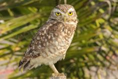 Coruja 24 <em>(2198)</em>