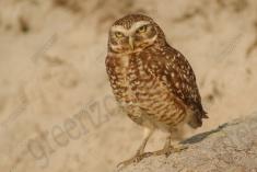 Coruja 25 <em>(2199)</em>