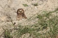 Coruja 26 <em>(2200)</em>