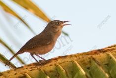 Corruíra 7 <em>(2201)</em>