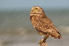 Coruja 27 <em>(2202)</em>