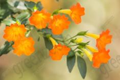 Flor 222 <em>(2203)</em>