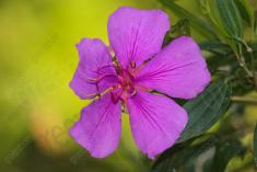 Flor 223 <em>(2204)</em>