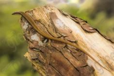 Lagartixa 11 <em>(2205)</em>