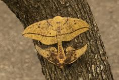 Mariposa 54 <em>(2206)</em>