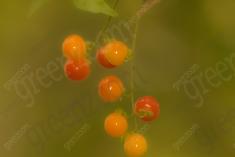 Fruta 4 <em>(2208)</em>