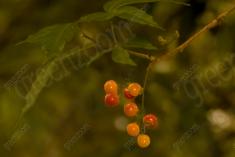 Fruta 2 <em>(2209)</em>