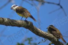 Bem Te Vi 28 <em>(2210)</em>