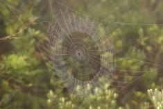 Teia 14 <em>(2211)</em>