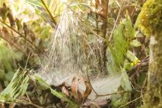 Teia 15 <em>(2212)</em>