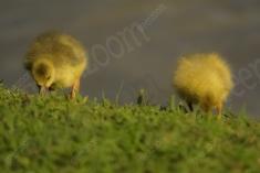 Ganso 10 <em>(2214)</em>