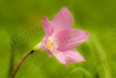 Flor 224 <em>(2216)</em>