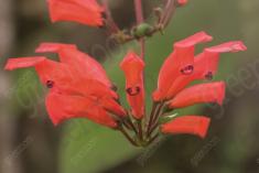 Flor 225 <em>(2217)</em>