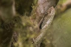 Cobra 12 <em>(2218)</em>