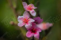 Flor 218 <em>(2220)</em>