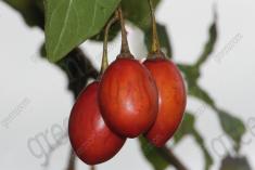 Tomate Japonês 1 <em>(2221)</em>