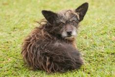 Cachorro 4 <em>(2222)</em>