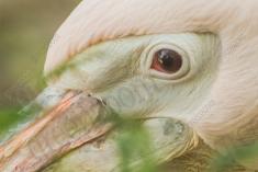 Pelicano 1 <em>(2223)</em>