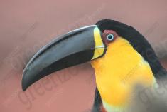 Tucano 6 <em>(2224)</em>