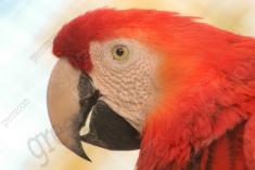 Arara 2 <em>(2225)</em>