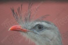 Siriema 2 <em>(2226)</em>