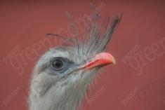 Siriema 3 <em>(2227)</em>