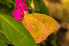 Borboleta 179 <em>(2228)</em>