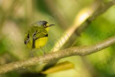 Sebinho 9 <em>(2229)</em>