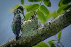 Beija Flor 1 <em>(223)</em>