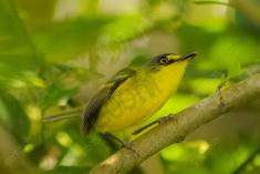 Sebinho 10 <em>(2230)</em>