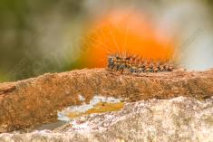 Lagarta 6 <em>(2231)</em>