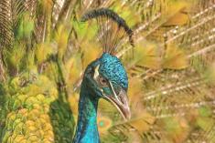 Pavão 2 <em>(2232)</em>