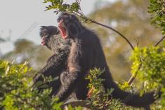 Macaco 31 <em>(2233)</em>